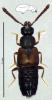 Atheta sp.